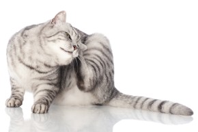 Behandlung - Flöhe bei Katzen