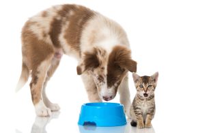 Flöhe bei Hunden und Katzen vorbeugen